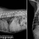 이지동물병원 이미지