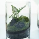 테라리움A 이미지
