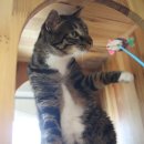 스시야놀자 이미지