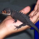 더렙타일짐
