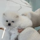 동행 애견 돌봄 센터 김포점 이미지