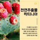 다이어트리스