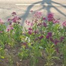 비단향꽃무 이미지