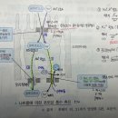 나트륨의 당질, 아미노산 흡수 관여 문쌤 임쌤 차이 이미지