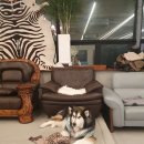 오르치그로치 이미지