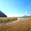 순천만습지 이미지