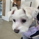 새은평동물의료센터 | 은평구 동물병원추천/구산, 강아지 심장초음파 검사 후기🐶🏥[24시예담동물의료센터]