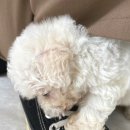 다소니펫살롱 이미지