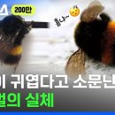 엉덩이 귀엽기로 소문난 호박벌, 사실은 날지 못한다 이미지