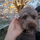 벚꽃마루 이미지