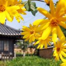 함평 이재혁가옥 이미지