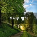 소나무향기 이미지