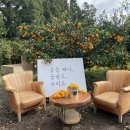 용두오리농장 | 떠나요~ 둘이서🍊 제주도 여행기 4탄(제주도 볼거리, 제주도 오름, 제주도 체험, 쇠소깍 카약, 제주도...