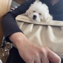 평촌나무동물병원 이미지