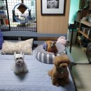 슈가독살롱 이미지