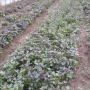 오덕농장 이미지