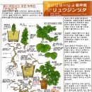 용신 이미지