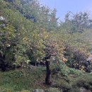 숲속아이 3 | 아이와 양평 백운봉 휴양림 숲속의집 하늘마루3 다녀온 후기