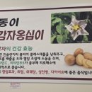 동이옹심이