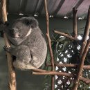 시드니 페더데일 캥거루 왈라비랑 셀카 찍기, 오후입장, 비오는날, Featherdale Sydney Wildlife Park