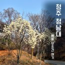 목련마을 경로식당 | 청주 청남대 봄 여행 후기 예약 입장료 벚꽃 목련 명소 총정리