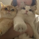 정훈동물병원 네이버블로그