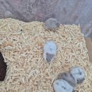 봄꽃햄스터 이미지