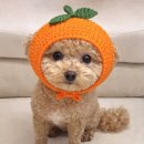 할머니농장 | TV동물농장 제주 말티푸 푸주 할머니 견손주