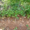 행복한사과나무 이미지