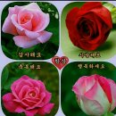 꽃인사 이미지