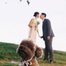 날아라 드론 | [베어문버니] 반려견과 함께한 노을공원 웨딩촬영