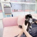 부산강아지분양 퍼피몰리 | 부산강아지분양 퍼피몰리 분양후기