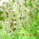 부자양봉원 이미지