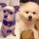 망고쿠로 이미지