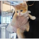 부천강아지분양 고양이분양 24시 데려가개 부천점 이미지