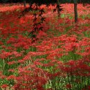 불갑사관광지 이미지