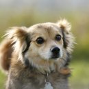 오렌지동물병원 이미지