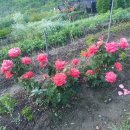 산수골농장 Daum카페