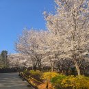 SK BROADBAND 개방화장실 | 인천 벚꽃 명소! SK인천석유화학 벚꽃동산 실시간 다녀온 후기