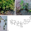 바코파(bacopa)의 인지능력개선 효과!! 이미지