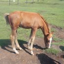 종화목장 이미지