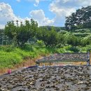 아주까리농장 이미지