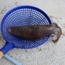 오징어이야기 이미지