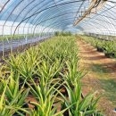 김영옥농장 이미지