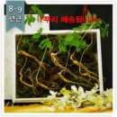 산삼이네