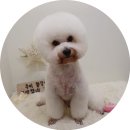 개들의 집 펫살롱 이미지