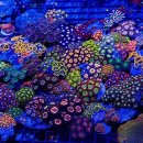 산호가스