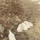 목인동 | 자연과 어우러진 코로나 청정지역 세종 목인동 펜션 후기!!