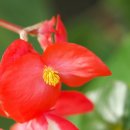 안산 식물원 이미지