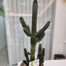 라라샵 옥포점